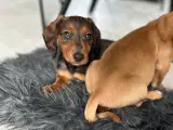 korthåret Dværg Gravhunde hvalp Brun - 4