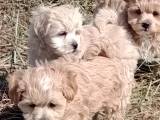 Maltipoo hvalpe
