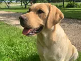 Skønne labrador hvalpe DKK - 3
