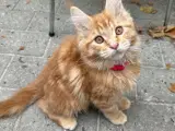 Maine coon 