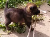 Schæferhvalpe efter redningshunde og politihunde - 5