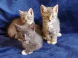 Katte Killinger BKH mix