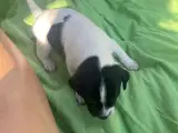Dansk-Svensk Gårdhund - hvalpe sælges  - 5