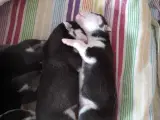 Husky Hvalpe  