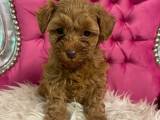 Maltipoo4love