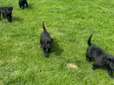 Labrador F1 hvalpe, alle reserveret  - 3