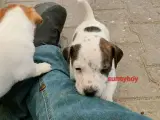 Jack Russell hvalpe  - 3