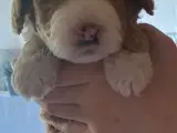 cockerpoo hvalpe - 3