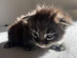 Maine Coon killinger