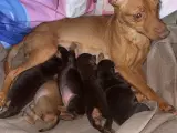 Tjekkisk rottehund - blandings hvalpe  - 5
