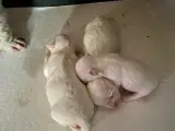 Coton de Tulear