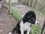 Vidunderlig Border collie hvalp - 3