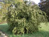 Troldhasselgrene
