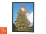 Plakat med træ i ramme (str. 30x42 cm) - 3