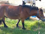 Super  skøn pony vallak 