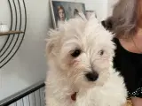 Maltipoo hvalpe  - 5