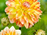 Dahlia - Stort udvalg af dahlia på Restsalg - 5