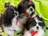 Rejseklar Shih tzu-mor/ Coton de Tulear-far - 2