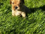 Cavapoo hvalpe  - 3
