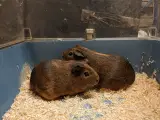 To hunmarsvin sørger et nyt hjem 