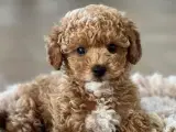 Toy puddel 