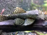 Ancistrus