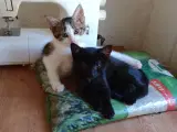 Kattekillinger 