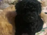 Havapoo hundehvalpe  - 5