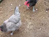 Jersey kæmper sælges - 3
