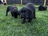 Rottweiler/ Labrador hvalpe  - 4