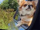 Chihuahua hanhund tilbydes til avl