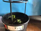Tomat Plantepotte - 2