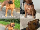 Staffordshire Bull Terrier Hvalpe m. fin Stamtavle - 4