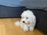 Malteser hvalp 