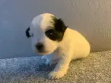 Havaneser, Malteser og Shih Tzu blanding - 3