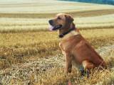 Gul Labrador tilbydes til avl / parring - 2