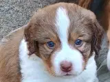 "Mini Berner Sennen" - 4