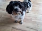 Hund til parring