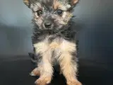 Yorkshire terrier/Chihuahua - 2