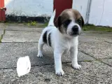 Dansk svensk gårdhund blandingshvalpe