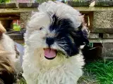 Allergivenlig Shih Tzu hvalpe - 2