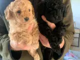 Havapoo hundehvalpe  - 4