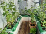 Agurk og tomat planter  - 3