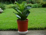 Violinfigen - Ficus Lyrata