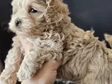 Mini maltipoo - 2