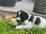 Doddle / Springerpoo hvalpe