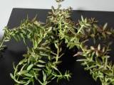 Stueplante