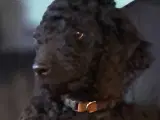 Goldendooldler  - 3