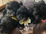 Shihpoo hvalpe(Shih Tzu /Puddel  - 2