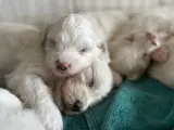Coton de Tulear / Bichon Havanais blandinger - 3